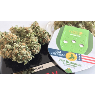 Royal Queen Seeds, Fat Banana, AUTOMATIC, 10pc