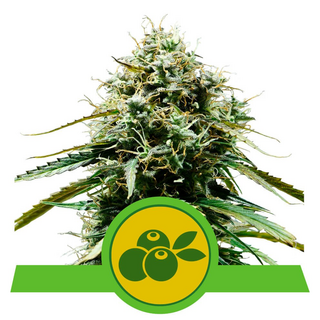 Royal Queen Seeds, Haze Berry, AUTOMATIC, 3 pc