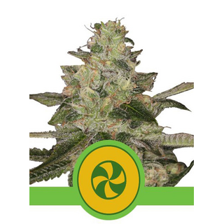 Royal Queen Seeds, Sweet ZZ, AUTOMATIC