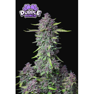Fast Buds/ Autofem 3er/ Purple Punch