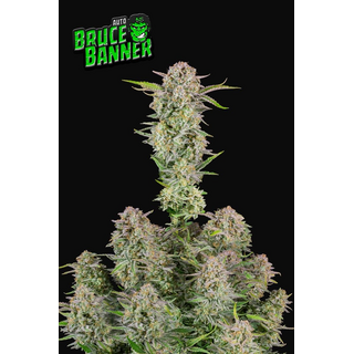 Fast Buds/ Autofem / Bruce Banner