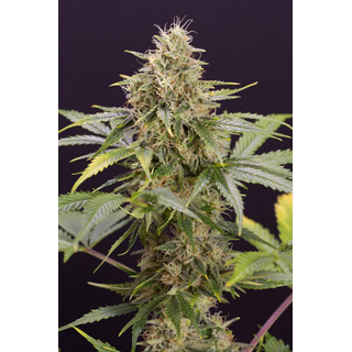 Humboldt Seeds/ Autofem. 3er/ Chocolate Mint OG