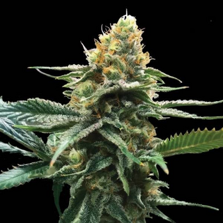 DNA Sorbet Collection, Sour Sorbet (Sour Diesel x...