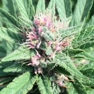 Ace Seeds, Erdpurt x PCK, LIMITED EDITION, feminized, 5 pc