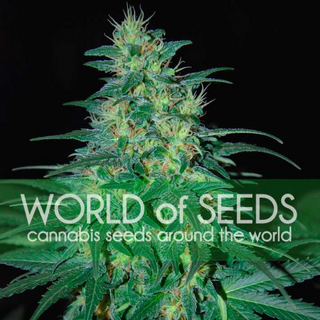 World of Seeds, S. African Kwazulu, feminized, 12pc