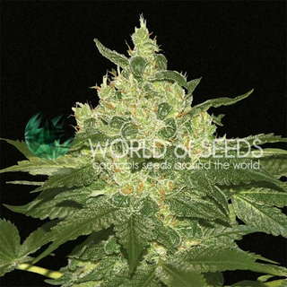 World of Seeds, Afghan Kush, feminzed, 12pc