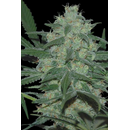 World of Seeds, Pakistan Valley, feminized, 12pc