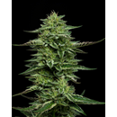 Humboldt Seed Company, The Bling, 5pc, feminized