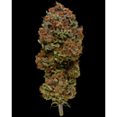 Humboldt Seed Company, Blueberry Muffin, 5pc, feminized