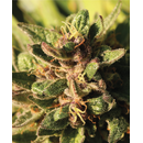 Humboldt Seed Company, Pineapple Muffin, 5pc, feminized