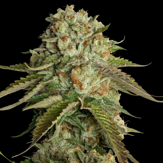 DNA Genetics, Kosher Cookies, 6 pc, feminized