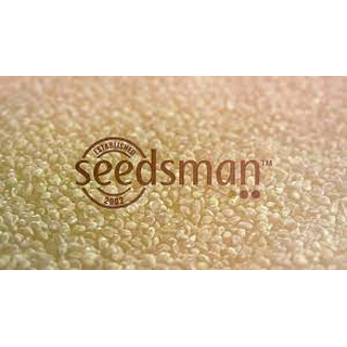 Seedsman, Bruce Banger, FAST, feminized 3 pc