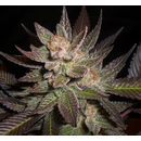 Expert Seeds, Lavender, feminised, 5pc