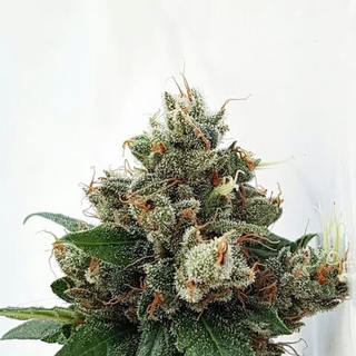 Expert Seeds, Respect 4 Gorilla, feminised, 10pc