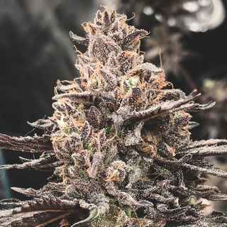 Masonrie Genetics, Daifuku, (Mochi Gelato x Strawberry...