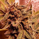 Holy Smoke Seeds, Rawkus Runtz 6pc Female