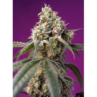 Sweet Seeds, Bruce Banner, Autofem 5 (+2pc for free)
