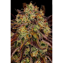 Paradise Seeds, Tangerine Sorbet (Wappa x Girl Scout...