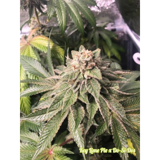 Philosopher Seeds, Key Lime Pie x Do-Si-Dos, 5pc, feminized (Limited Edition)