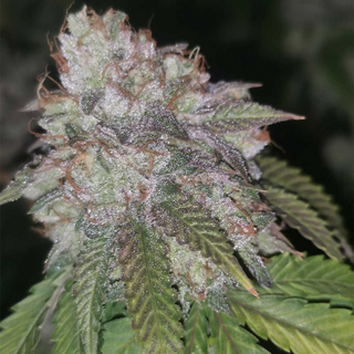 Pheno Finder Seeds, Runtzosa, feminized, 5 pc (Runtz s1 x Mimosa)