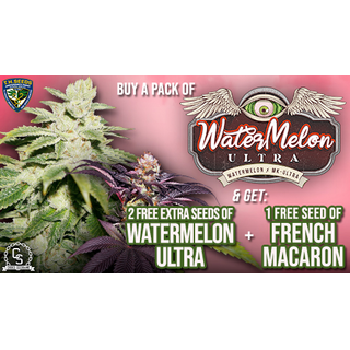 T.H.Seeds, Watermelon Ultra, (Watermelon x MK-Ultra) feminized, 5+2pc (+1pc French Mac), limited to 710 Packs