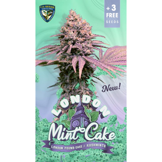 T.H.Seeds, London Mint Cake, (London Pound Cake x Kushmints x Pure Afghani) feminized, 6pc (+1pc French Mac)