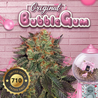 T.H.Seeds, Bubblegum, feminized, 5+2pc (+1pc French Mac), limited to 710 Packs