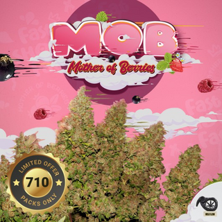 T.H.Seeds, M.O.B., feminized, 5+2pc (+1pc French Mac), limited to 710 Packs