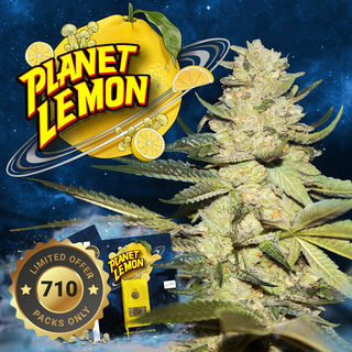 T.H.Seeds, Planet Lemon, (Birthday Cake S1) feminized, 5+2pc (+1pc French Mac), limited to 710 Packs