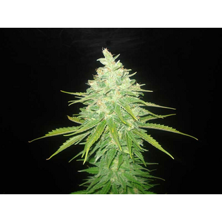 World of Seeds, Afghan Kush x Black Domina, feminzed, 12pc