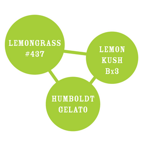 Humboldt Seed Company, Lemongrass, 5pc, feminized