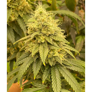 Grateful Seeds, Frosted Onion (Frosted Melon x 26mm) 5pc,...