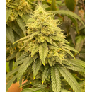 Grateful Seeds, Frosted Onion (Frosted Melon x 26mm) 5pc,...