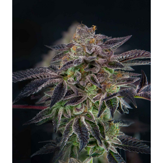 Gratefull Seeds, Savage Mint (Animal Mint BX x Sherbert)...
