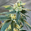 Dark Horse Genetics, Lethal Protector, 10 pc REGULAR !!...