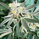 Dark Horse Genetics, Royal Hulk, 10 pc REGULAR !! (Kings...