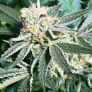 Dark Horse Genetics, Royal Hulk, 12 pc REGULAR !! (Kings...