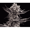 Inhouse Genetics, Platinum Kush Breath (OGKB V2.1 x...