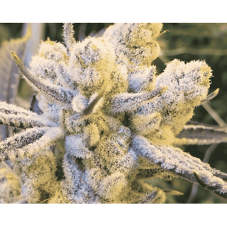 Inhouse Genetics, Sugar Cane (Platinum X Slurricane),...