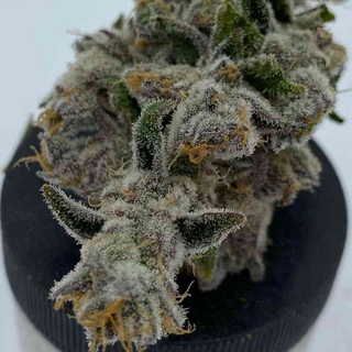 Inhouse Genetics, Cakes N Cream (Platinum x Pancakes),...
