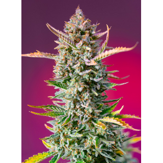 Sweet Seeds, Gorilla Sherbet, feminized, F1 Fast Version