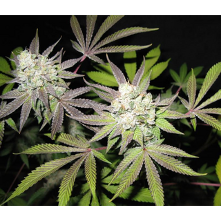 The Cali Connection, Tiramisu, feminized, 6 pc (Wedding...