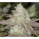 The Cali Connection, Passion Berry, feminized, 6 pc...
