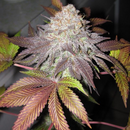 The Cali Connection, Fruit Cup, feminized, 6 pc (Girl...