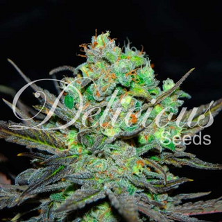 Delicious Seeds, Eleven Roses, feminized