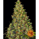 Barneys Farm, Auto Amnesia Haze, feminized