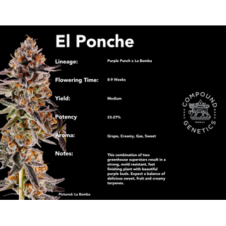 Compound Genetics, El Ponche (Purple Punch x La Bomba), 7pc, feminized, ONLY 1 PACK!