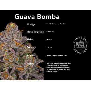 Compound Genetics, Guava Bomba (Grandi Guava x La Bomba), 7pc, feminized; ONLY 1 PACK!