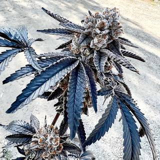 Exotic Genetix, Splitz (Banana OG X Red Runtz), 6pc....