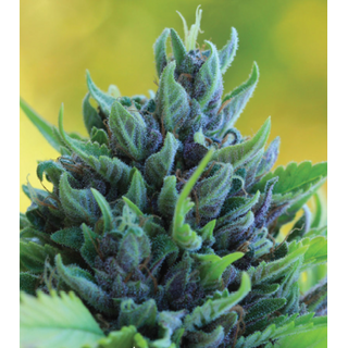 Humboldt Seed Company, Humboldt Dream, 3pc, Auto. feminized